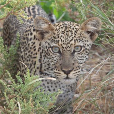Safari privado a Kenia