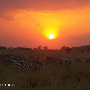 Viaje de Novios a Tanzania