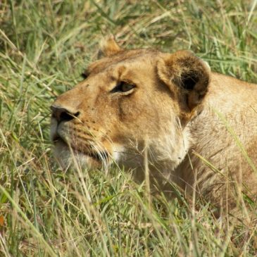 Safari Fotógrafico – Consejos para su Viaje a Kenia o Tanzania