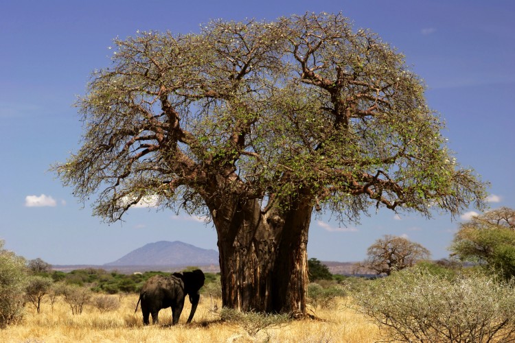 Baobab_and_elephant_Tanzania_-_modified