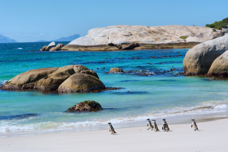 Penguins walk on sunny beach