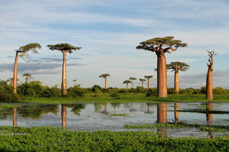 Adansonia_grandidieri03