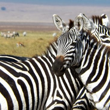 Consejos para hacer un safari en Africa