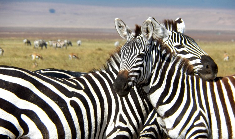 zebras resting heads