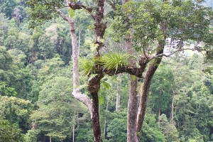 El bosque de Taman Negara