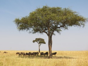 Masai Mara, animales en la sombra