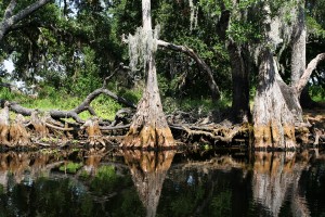 Parque nacional de Everglades (Florida)