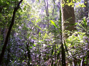 La selva de Kakamega
