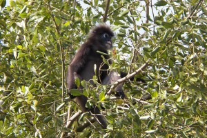 Mono de cara blanca en los manglares de la isla de Langkawi
