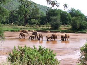 Elefantes en Samburu