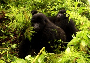 Los gorilas de montaña