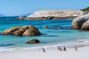 Pinguinos en  Boulders Beach Nature Reserve