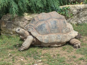 La endémica tortuga de Seychelles