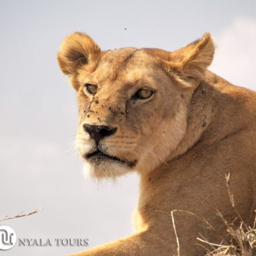 Nyala Tours Viajes no organiza viajes de caza – León Cecil Zimbabue