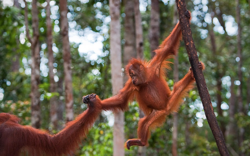 Día Mundial del orangután 2015 – World Orangutan Day 2015