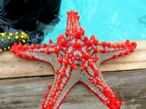 Starfish Red