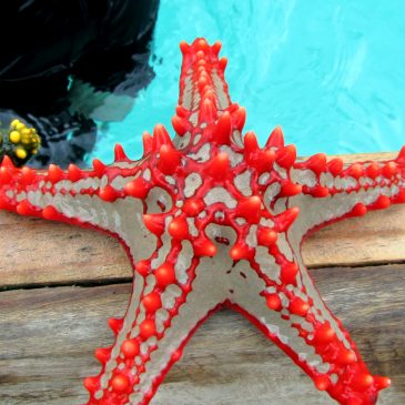 Espectaculares Estrellas de mar en Zanzibar