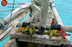 starfish boat and bag