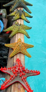 starfish of all colors lined up on dhow