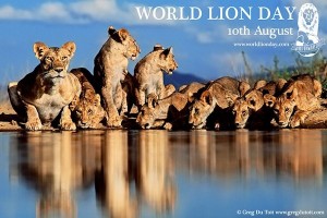 world-lion-day gREG DU TOIT