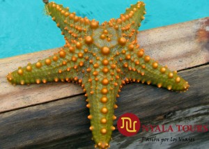 yellow starfish