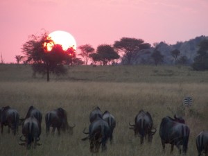Atardecer en el Serengeti