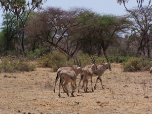 Oryx en Samburu
