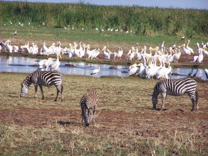 Fauna en el lago Manyara