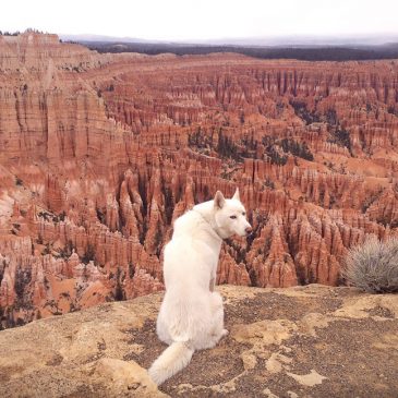 Viajando con lobos en EE.UU  /  Travelling with Wolf in the U.S.A