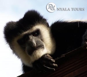 COLOBUS ON ROOF  sign1.