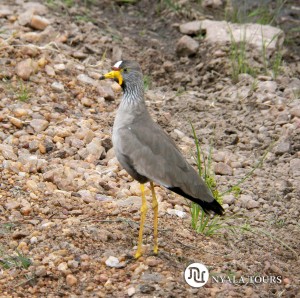 WATTLED PLOVER sign