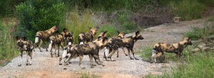 Perros salvajes en Kruger