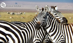 Zebras resting heads