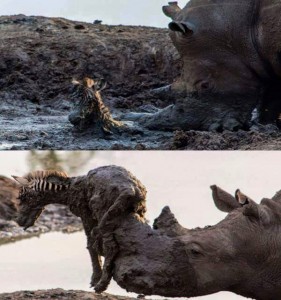 rhino saving baby zebra