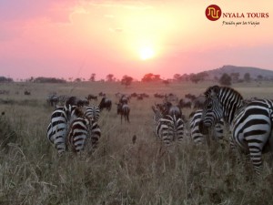 sunset zebras