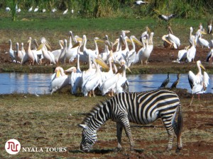 zebra and pelicans