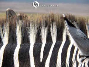 zebra crest best