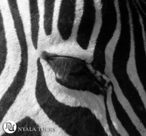 zebra eye black and white