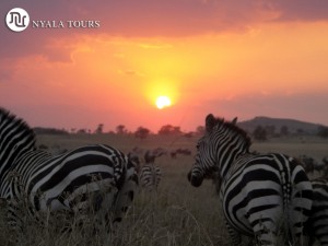 zebra sunset2t
