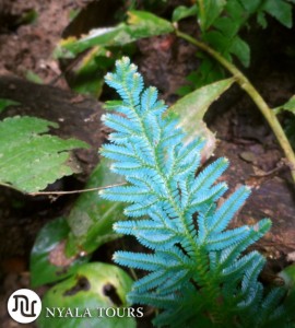 blue ferns