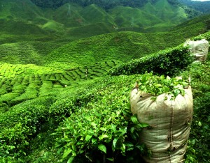 picture of beautiful green tea plantation landscape