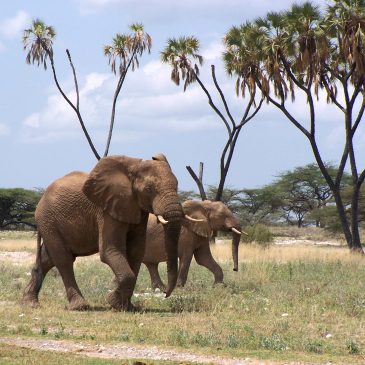 Kenia el mejor destino de safari  /  Kenya awarded world’s leading safari destination