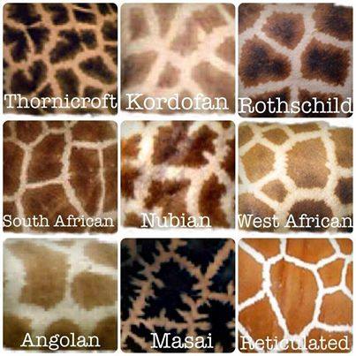 Tipos de jirafas
