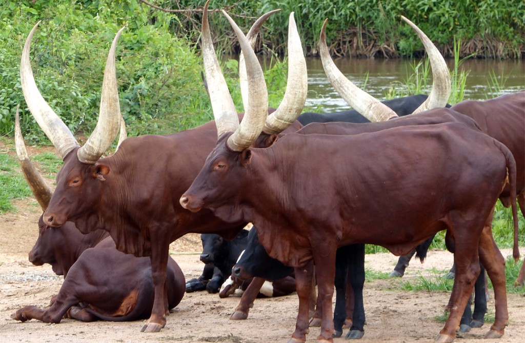 De camino al parque Murchison, Ankole-Watusi (raza bovina).    On the way from Kampala to Murchison Falls N.P, Long horned Ankore Cattle.