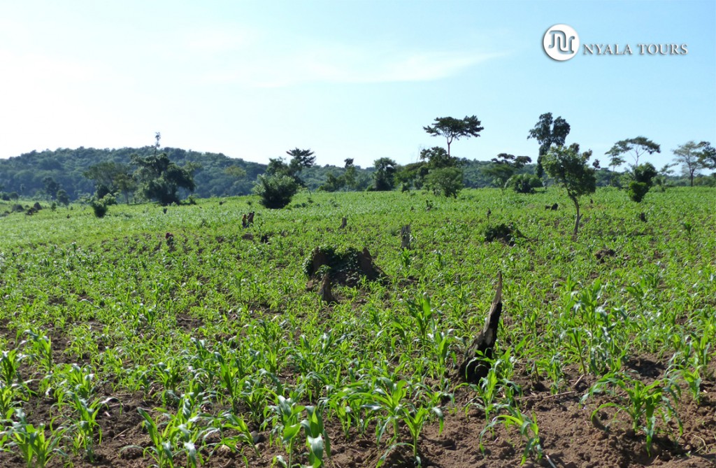 Desbroce de tierras para plantar cosecha, Bosque Bugoma.   Land clearing for crops Bugoma Forest.