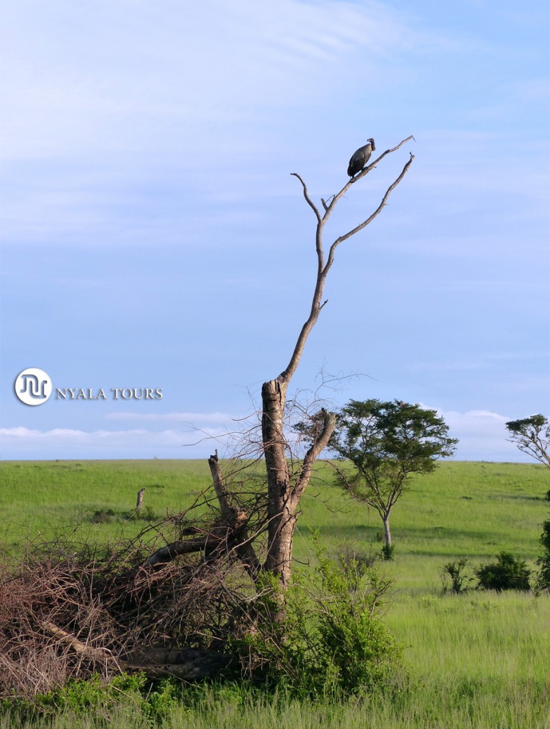 Buitre Dorsiblanco Africano.  White-backed vulture tree. Ishasha, Queen Elizabeth