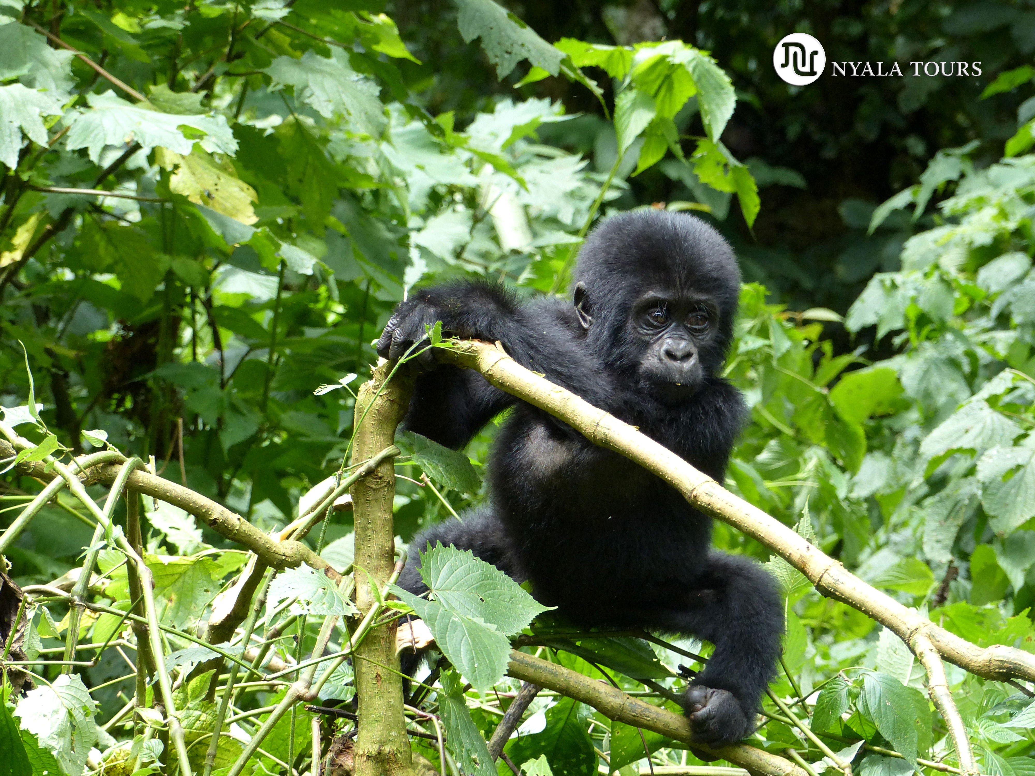 baby gorilla Bwindi