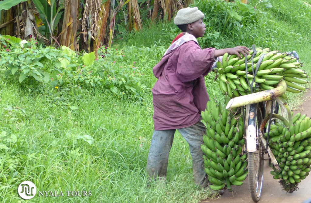 boy-carrying-bananas-on-bicycle-Kasenda-Crater-Lakes-area
