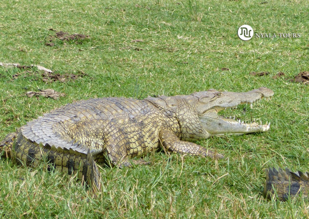 Cocodrilo del Nilo.  Nile Crocodile.   Kazinga Channel, Queen Elizabeth