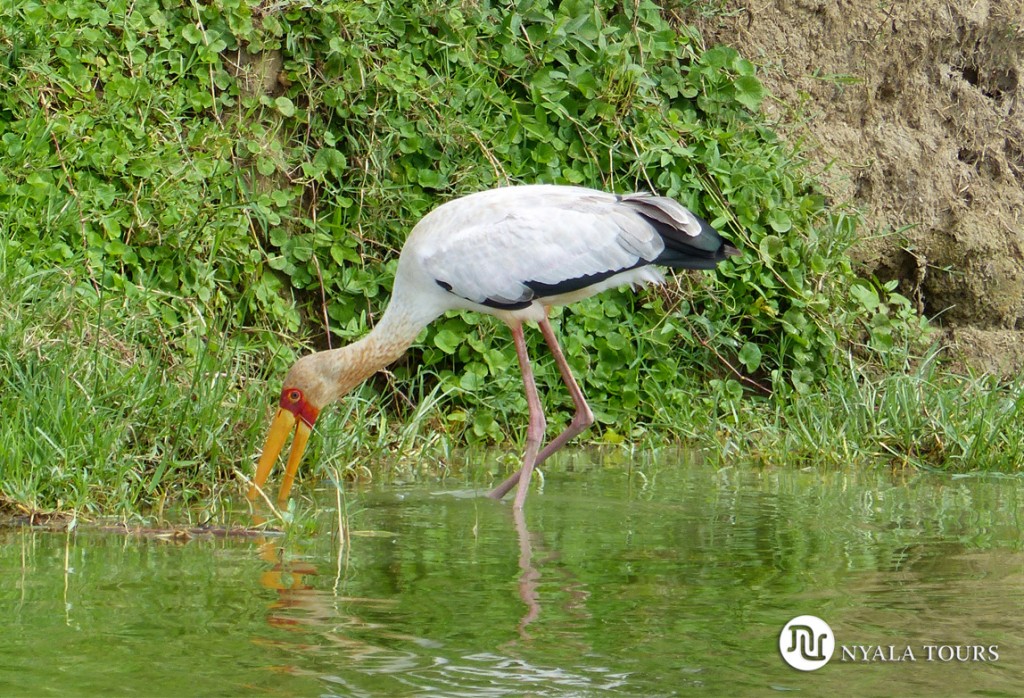 Tántalo africano. Yellow-billed stork.   Kazinga channel, Queen Elizabeth 